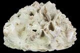 Fossil Pectin (Chesapecten) In Sandstone - Virginia #66395-2